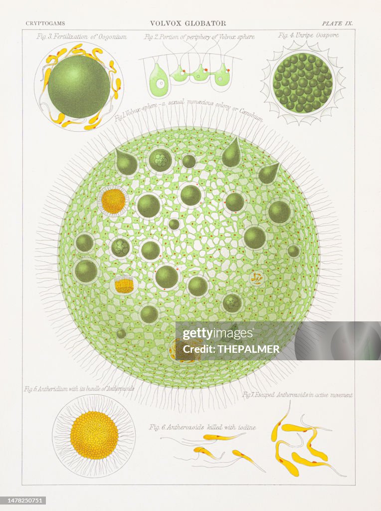 Volvox Globator Chromolithography 1883
