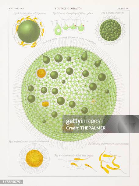 volvox globator chromolithography 1883 - algae stock illustrations