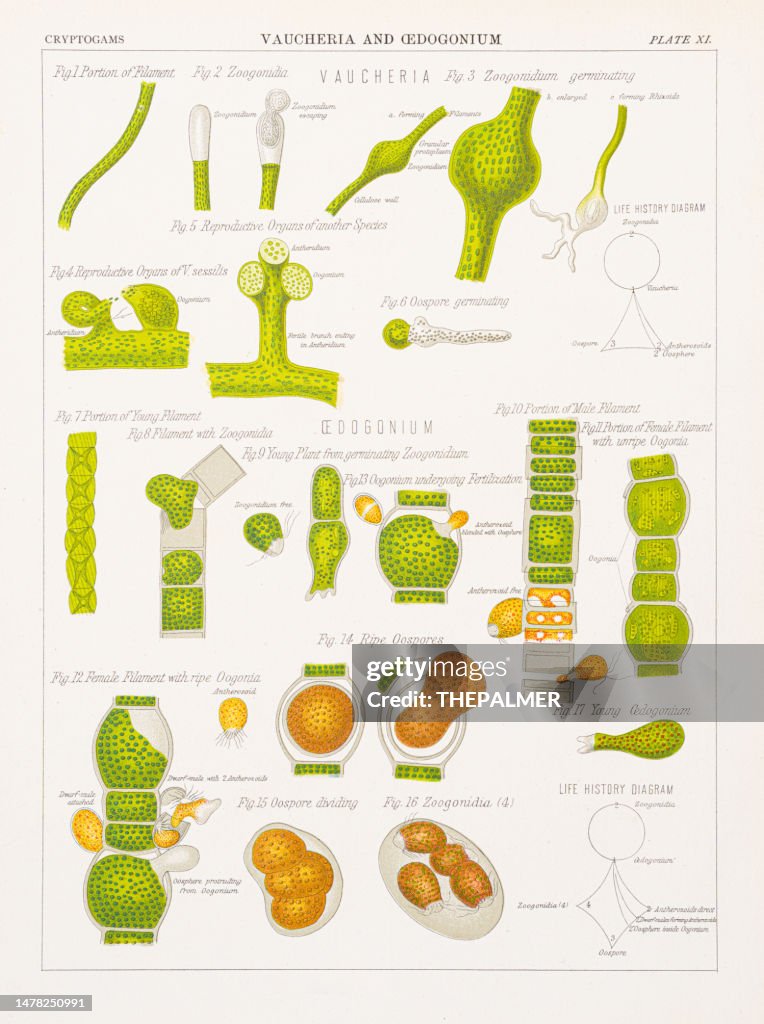 Vaucheria - Water felt algae Chromolithography 1883
