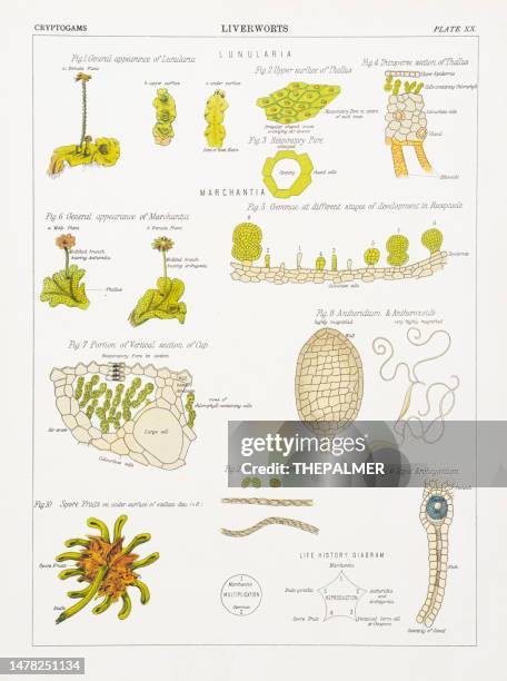 liverworts chromolithography 1883 - moss stock illustrations