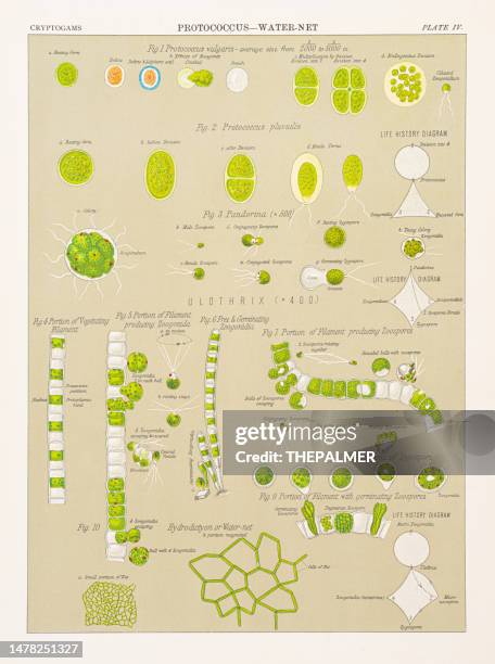 Protococcusa Under Microscope 248 Fungi Diagram Stock Photos, High-Res Pictures, and Images - Getty ...