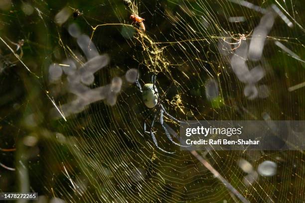 golden orb spider - araignée australienne photos et images de collection