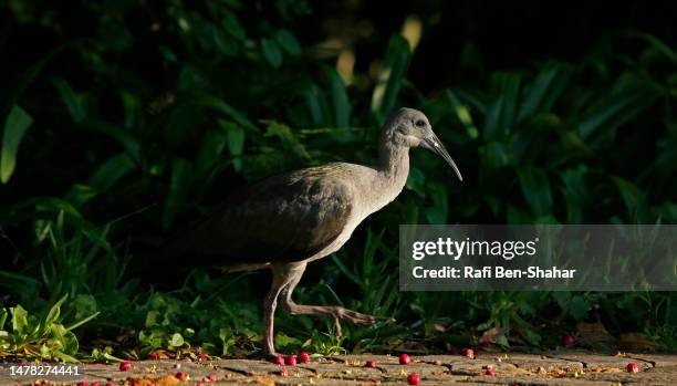 Hade Da 112 Hadeda Stock Photos, High-Res Pictures, and Images - Getty Images