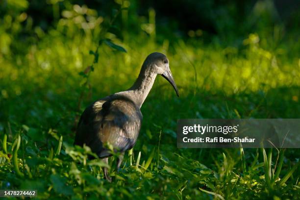 Hade Da 112 Hadeda Stock Photos, High-Res Pictures, and Images - Getty Images