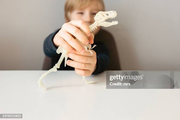 little boy play with dinosaur skeleton toy - dinosaur bones stock pictures, royalty-free photos & images