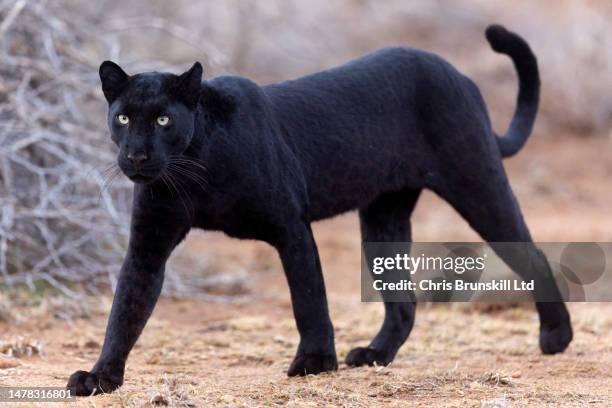 Rare melanistic leopard or "black panther" is seen in Laikipia, Kenya on March 22, 2023. The elusive cat, a two-year-old female christened "Giza" by...
