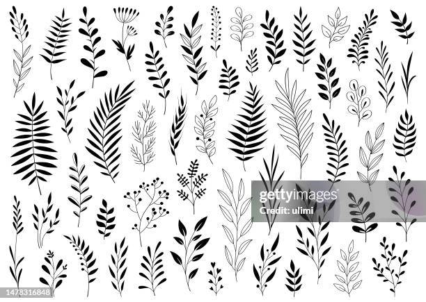 stockillustraties, clipart, cartoons en iconen met hand drawn plants - varen