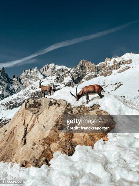 le bouquetin dans les dolomites - parc national de gran paradiso photos et images de collection