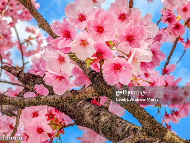 pink cherry blossom, peak season blue sky japan - japanese cherry blossom wallpaper stock-fotos und bilder