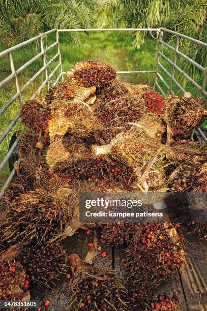 fresh palm oil fruit from truck. - middle east oil stock pictures, royalty-free photos & images