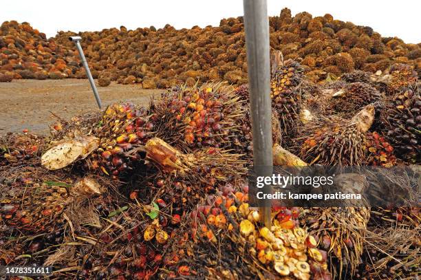 palm oil fruits on the floor - middle east oil stock pictures, royalty-free photos & images