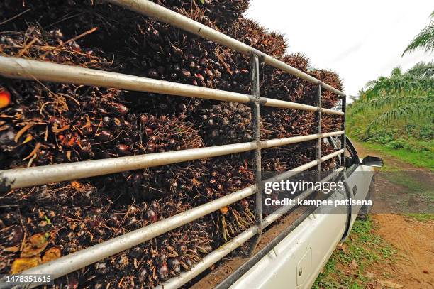 fresh palm oil fruit from truck. - palm oil stockfoto's en -beelden