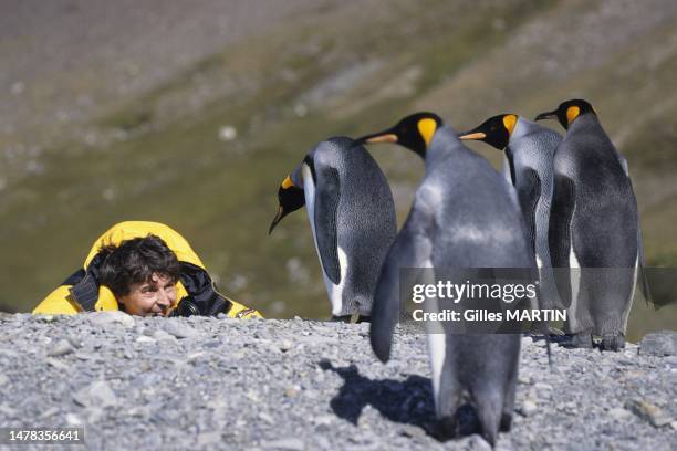 Colonie de manchots royaux , île de Géorgie du Sud.