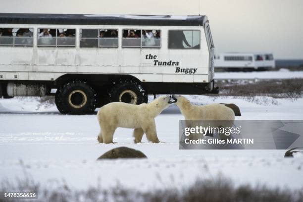 Le Tundra Buggy et l'ours polaire , à Churchill, Manitoba.