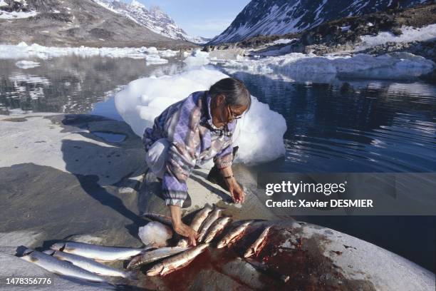 Omble chevalier est un poisson très apprécié des Inuits qui, l'été, le pêchent près des torrents et dans les rivières de montagne. Ils mangent ce...