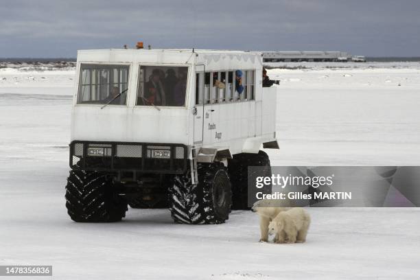 Le Tundra Buggy et l'ours polaire , à Churchill, Manitoba.