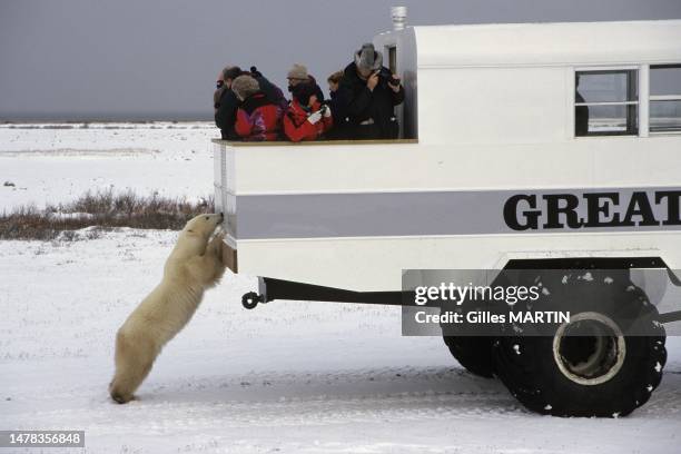 Le Tundra Buggy et l'ours polaire , à Churchill, Manitoba.