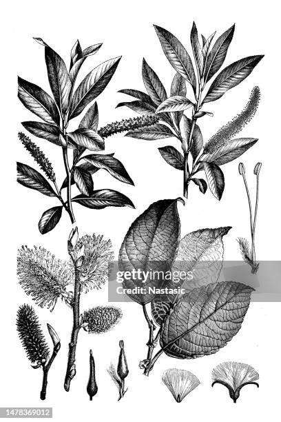 salix fragilis, salix caprea ,crack willow and brittle willow - weeping willow stock illustrations