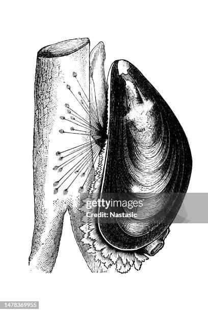 mussel - mussel stock illustrations