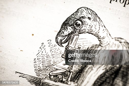 Humanized animals illustrations: Vulture with microscope Humanized animals illustrations: Vulture with microscope