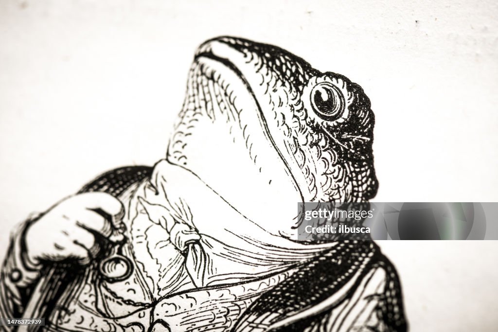 Humanized Frog Humanized Animals Illustrations Frog High-Res Vector Graphic - Getty Images