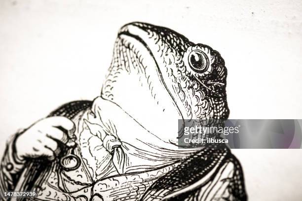 humanized animals illustrations: frog - bufo toad stock illustrations