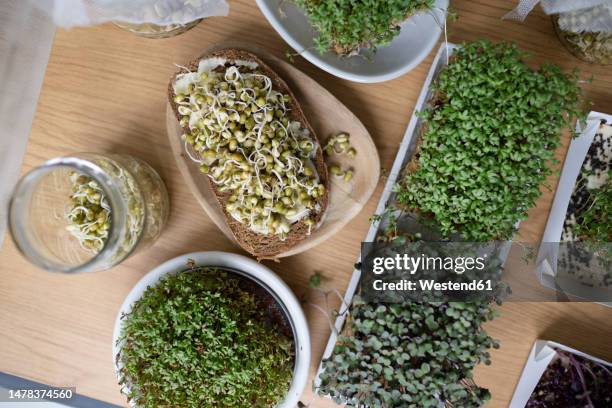 fresh homegrown herbs and sprouts on table at home - sojabohnensprosse stock-fotos und bilder