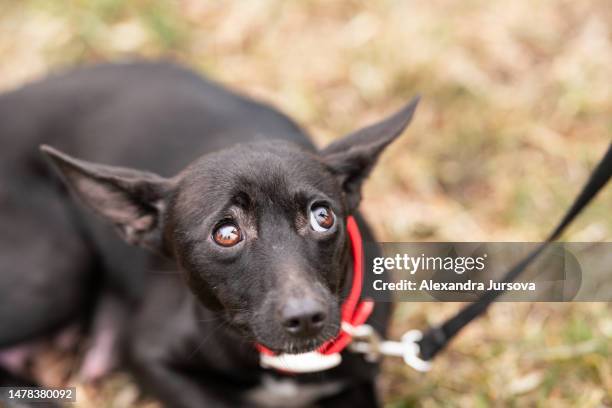 dog - abuse stockfoto's en -beelden