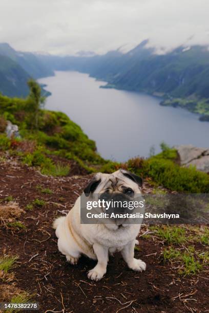 ein hunde-backpacker, der die wunderschöne natur der fjorde in norwegen betrachtet - zu klein stock-fotos und bilder