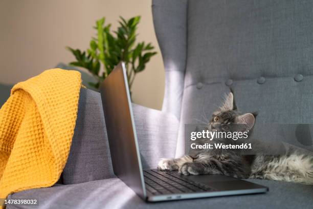 gray cat with laptop sitting in armchair at home - cat looking up bildbanksfoton och bilder