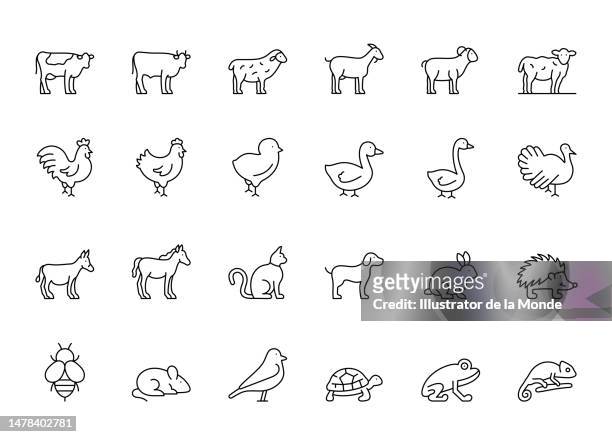 domestic animals line icons - iguana 幅插畫檔、美工圖案、卡通及圖標