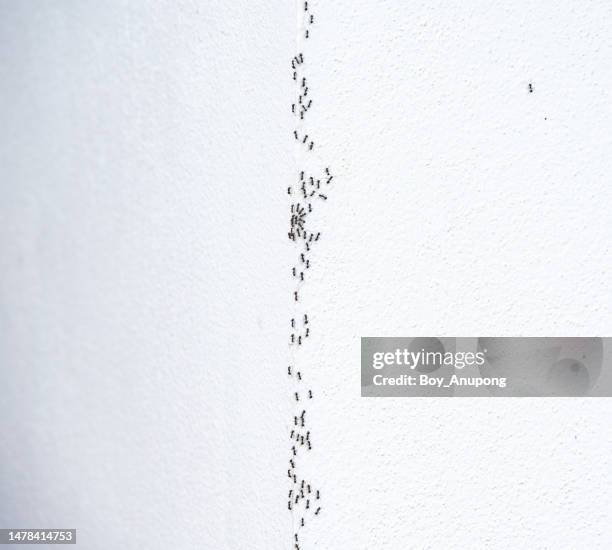 group of ants crawling on the white wall. - ants in house stock-fotos und bilder