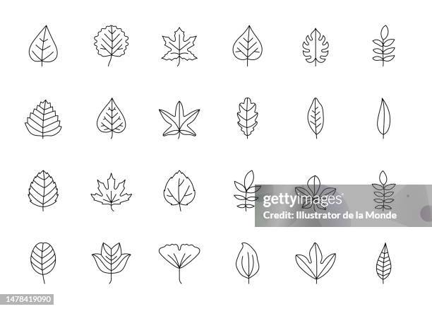 leaf types line icons - bay leaf stock illustrations