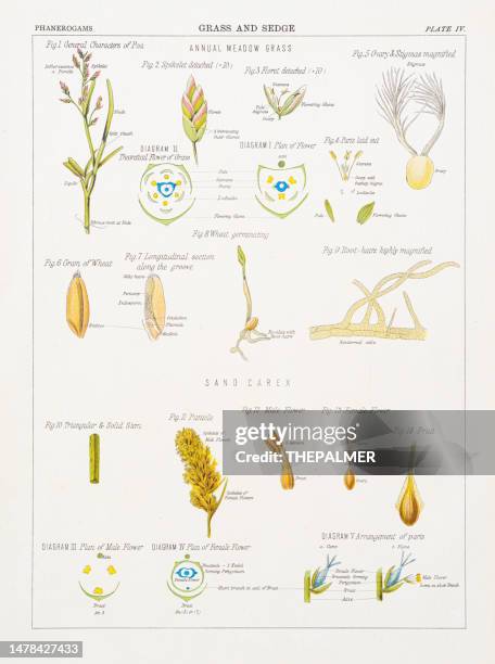 grass and sedge chromolithography 1883 - sedge stock illustrations