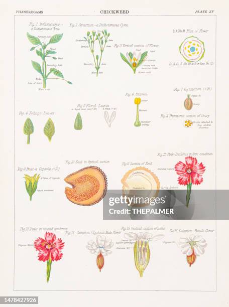 ilustrações, clipart, desenhos animados e ícones de cromolitografia chickweed 1883 - chickweed