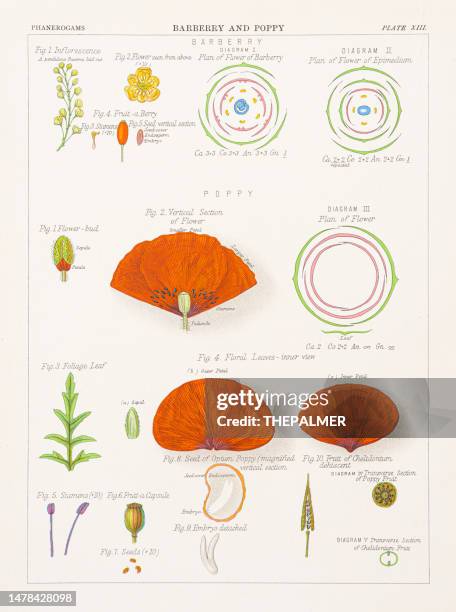 barberry and poppy chromolithography 1883 - poppy seed stock illustrations