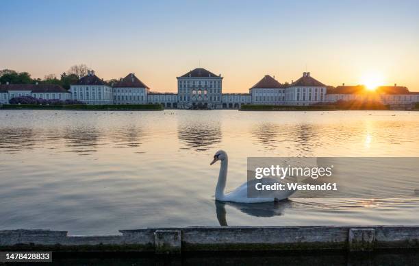 germany, bavaria, munich, lone swan swimming in lake in front of nymphenburg palace at sunset - palacio de nymphenburg fotografías e imágenes de stock