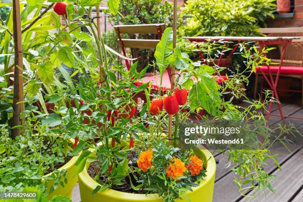 tomatoes, red chili peppers and marigolds cultivated in balcony garden - balcony vegetables stock pictures, royalty-free photos & images