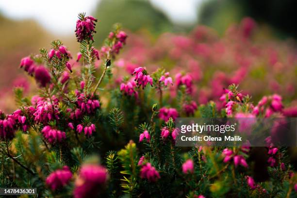 winter heath myretoun ruby, erica carnea close-up of pink flowering plant on field - lüneburger heide stock-fotos und bilder