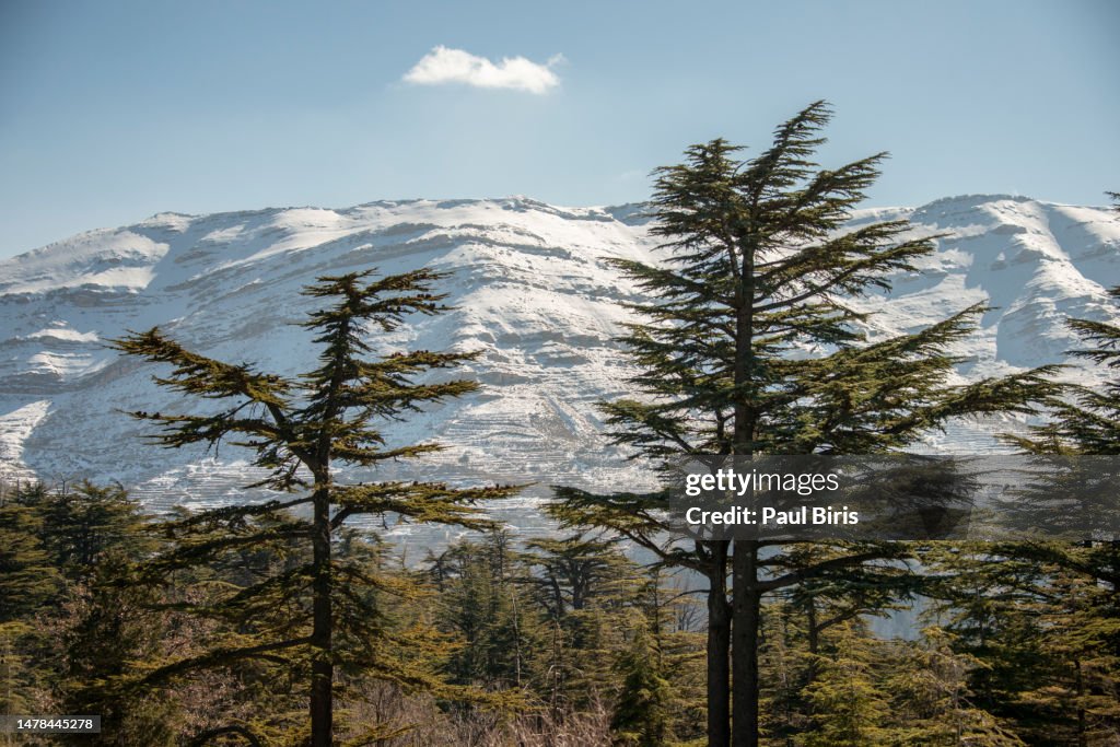 Lebanese cedars at the Arz ar-Rabb mountain aka Cedars of God, Kadisha valley, Lebanon