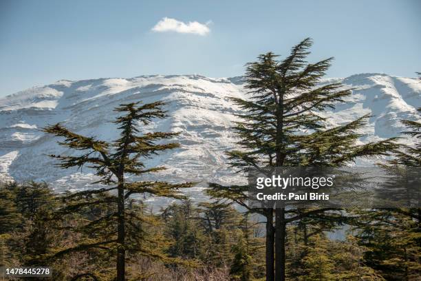 lebanese cedars at the arz ar-rabb mountain aka cedars of god, kadisha valley, lebanon - cedro foto e immagini stock