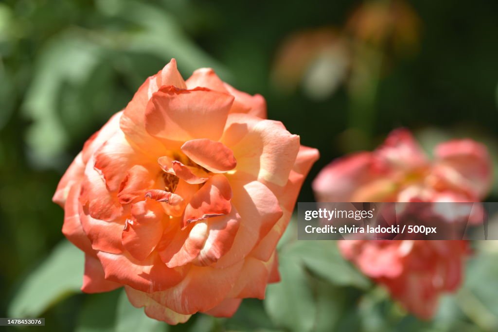 The very nice colorful spring flower close up view in my garden,Serbia