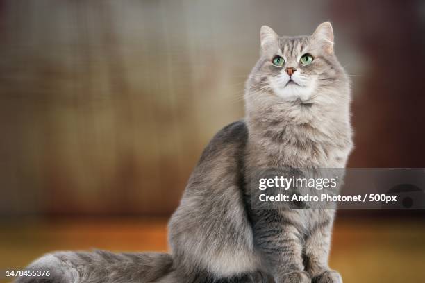 close-up portrait of cat sitting on floor - siberian cat stockfoto's en -beelden