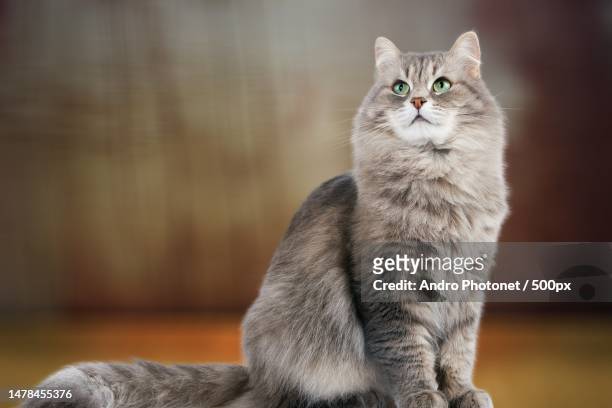close-up portrait of cat sitting on floor - neva masquerade stock pictures, royalty-free photos & images