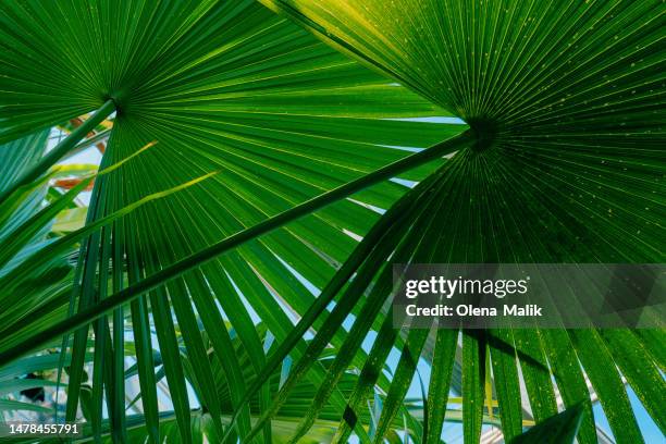 close-up of green palm tree leaves - tropical tree stock pictures, royalty-free photos & images