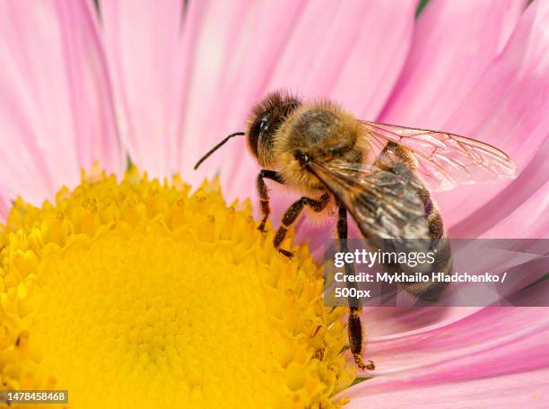 european honey bee on pyrethrum flower,lviv oblast,ukraine - pyrethrum stock pictures, royalty-free photos & images