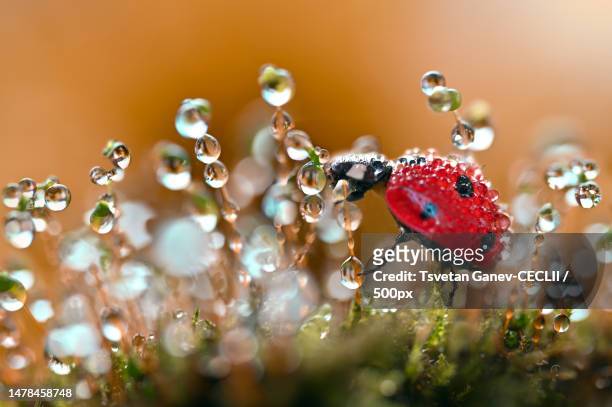 close-up of wet red flowering plant,bulgaria - käfer stock-fotos und bilder