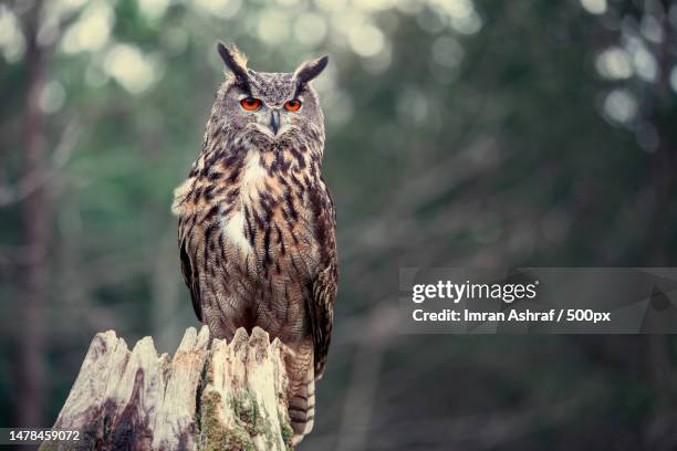 close-up portrait of owl perching on branch,ontario,canada - gufo foto e immagini stock