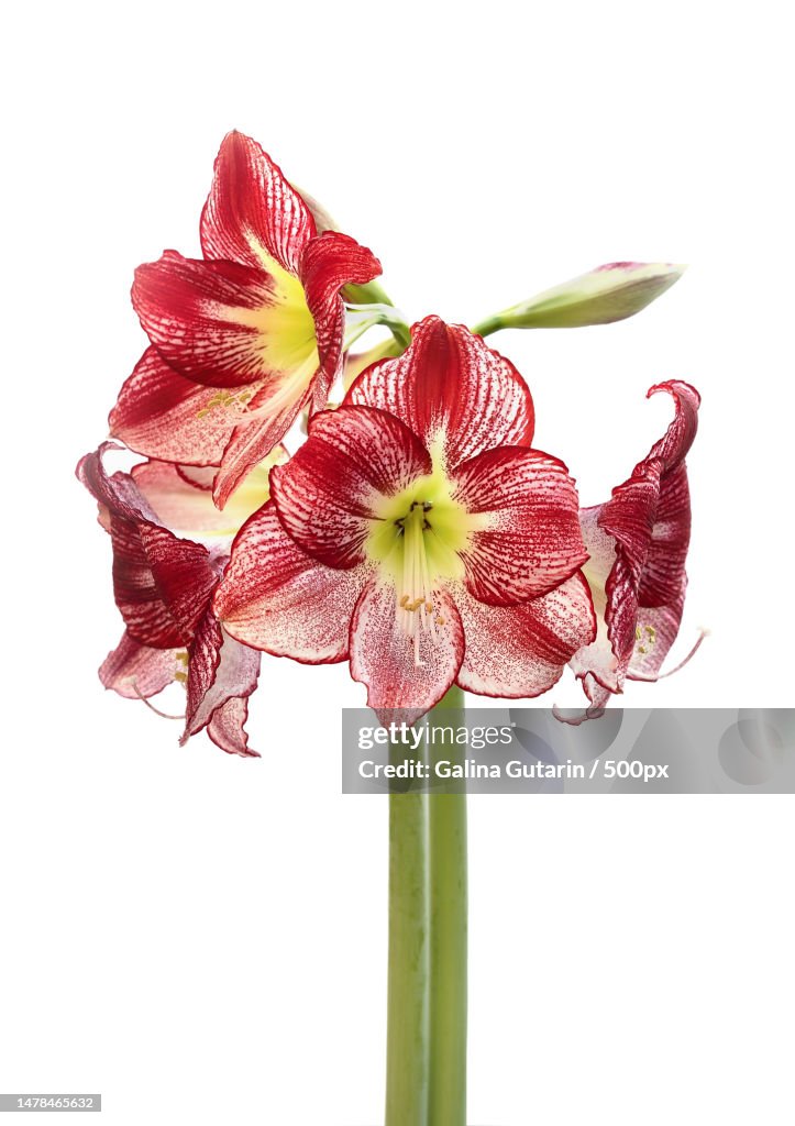 Amaryllis Flamenco Queen on white background,San Jose,California,United States,USA
