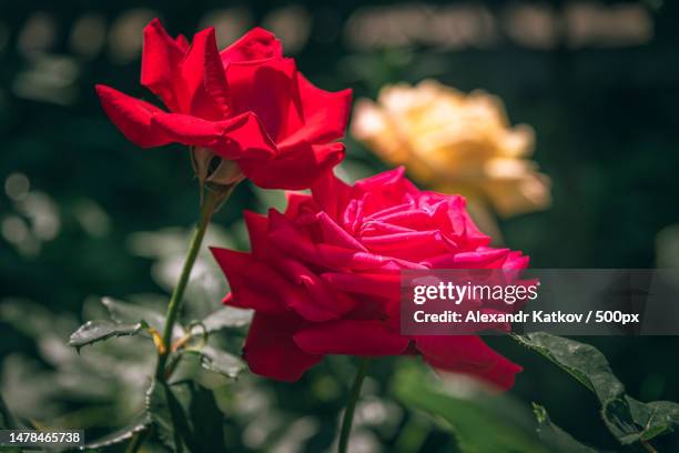 Tetiiv Photos and Premium High Res Pictures Getty Images